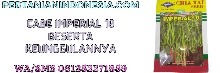 cabe,imperial 10,keunggulan,kelebihan,pertanian indonesia